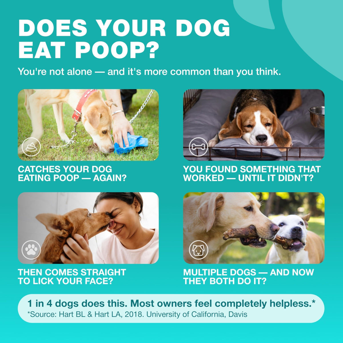 No Poo Chews for Dogs  Coprophagia Deterrent  Dog Probiotics for Digestive Health with Enzymes  Canine Stool Eating Deterrent  Digestive, Dental, Gut & Immune Health Treats  No Poop Eating